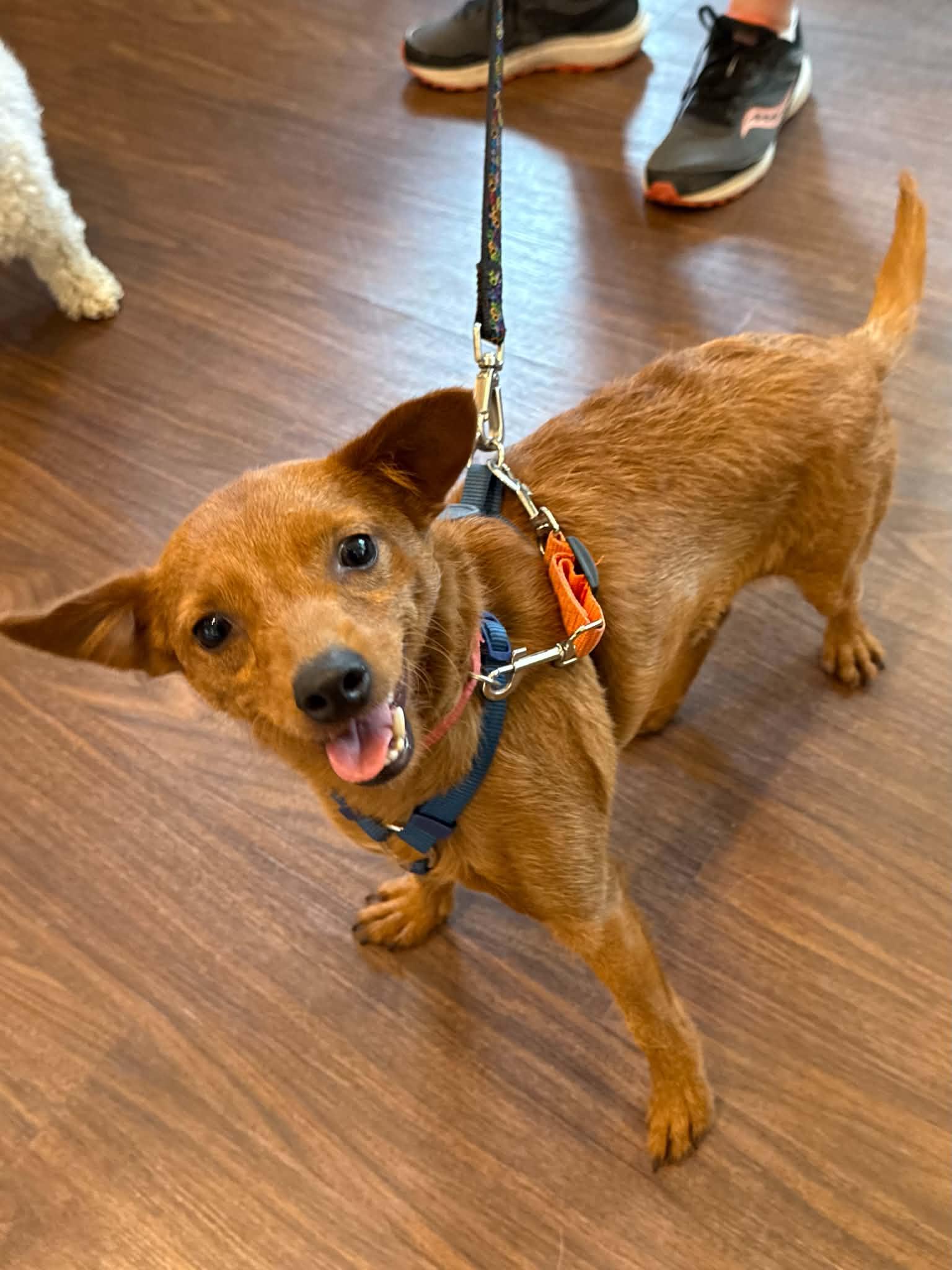 Enlarge Bowie, a Adoptable mixed breed in Havertown, PA image 3/3