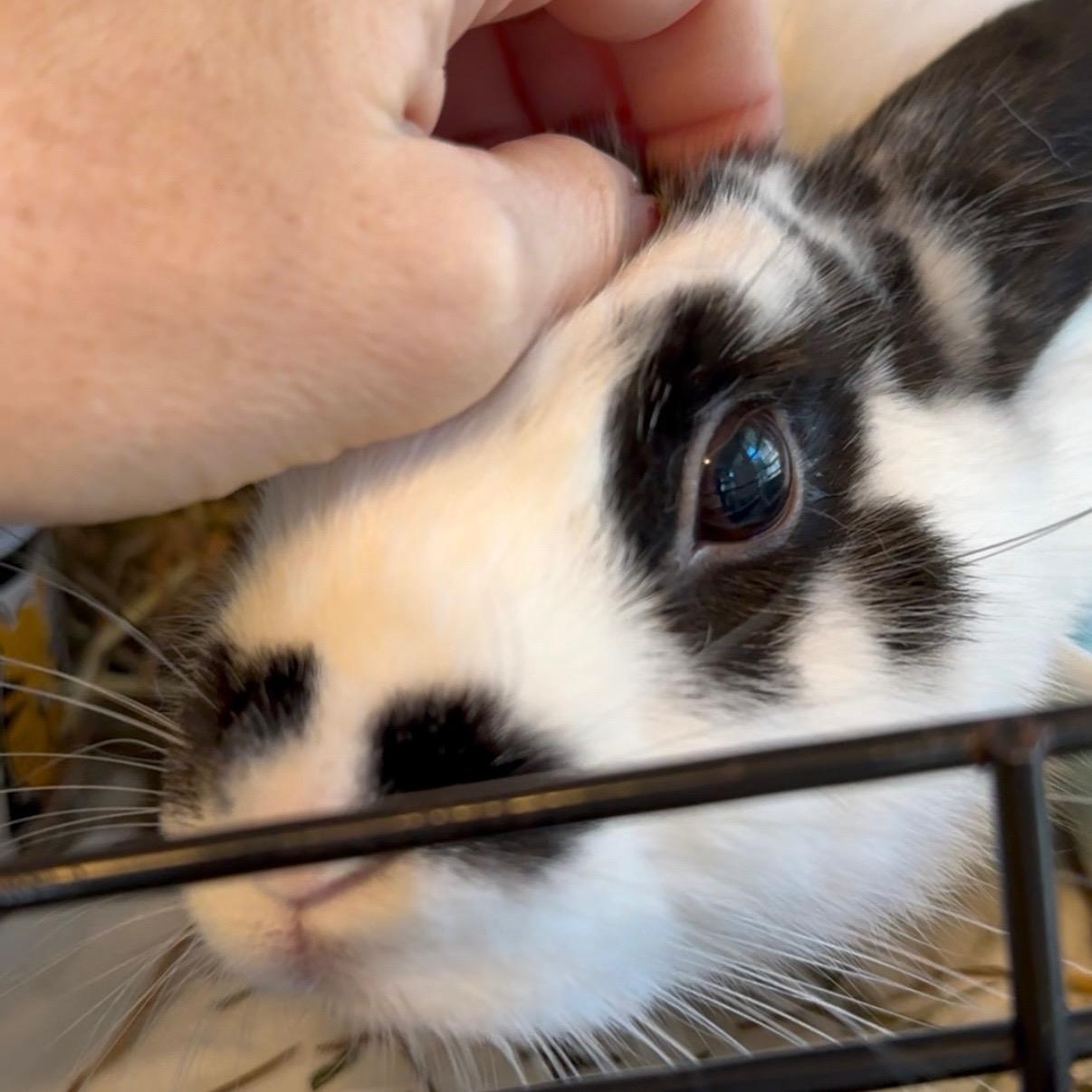 Mamma Mia, Adoptable, Adult Female Dwarf.