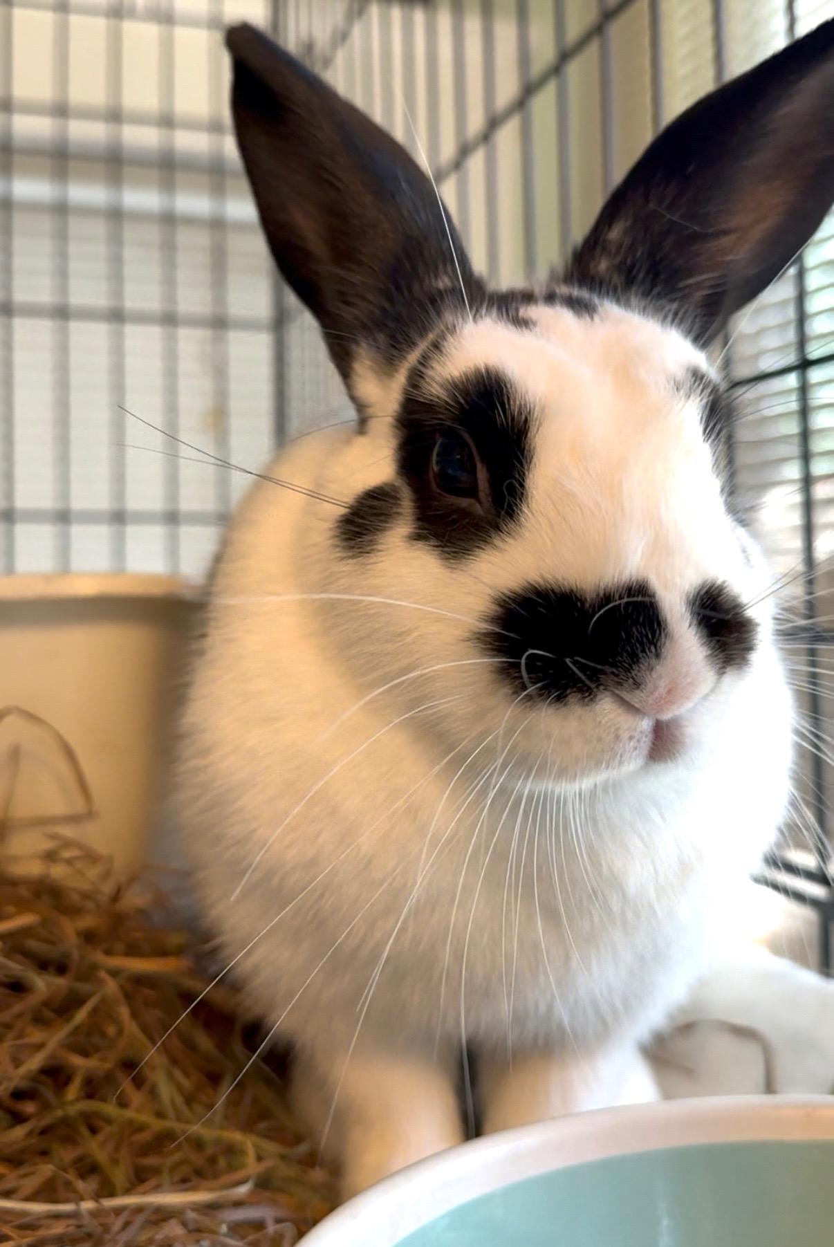 Mamma Mia, a Adoptable Dwarf in Norwalk, CT image 2/2