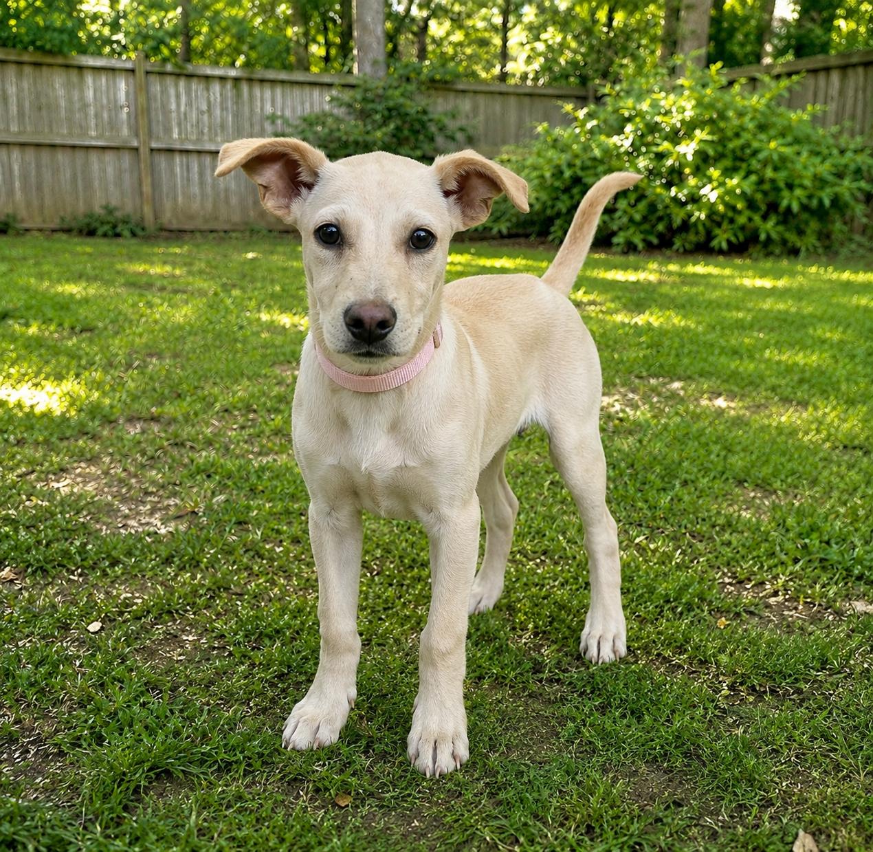 Enlarge Etta Grace, an adopted mixed breed in Toms River, NJ image 2/2