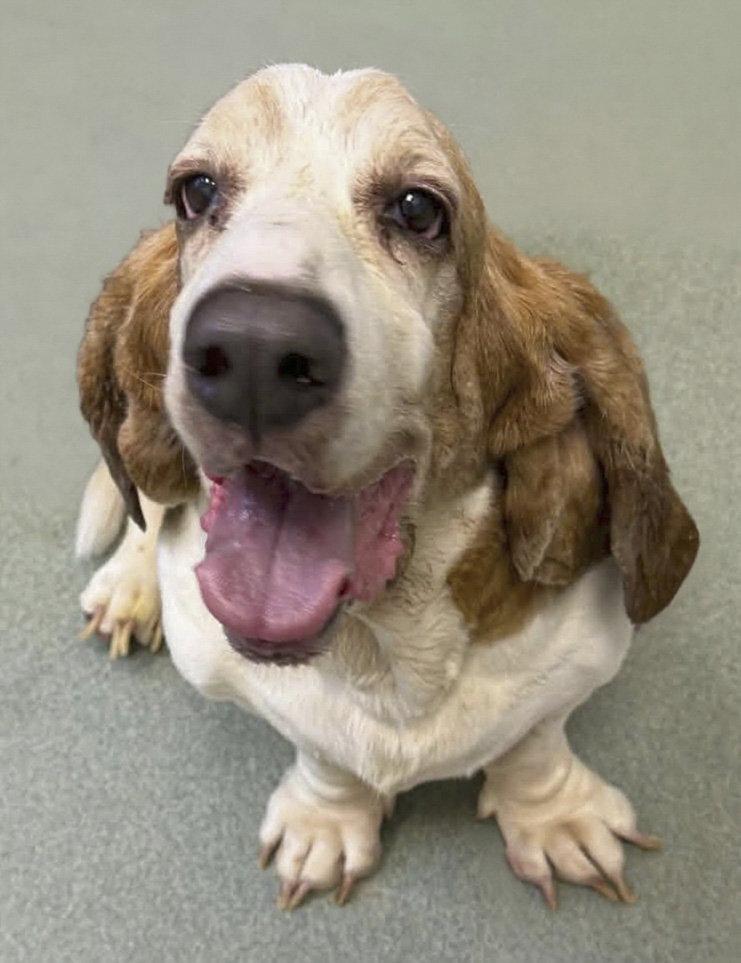 CROISSANT, Adoptable, Adult Male Basset Hound.
