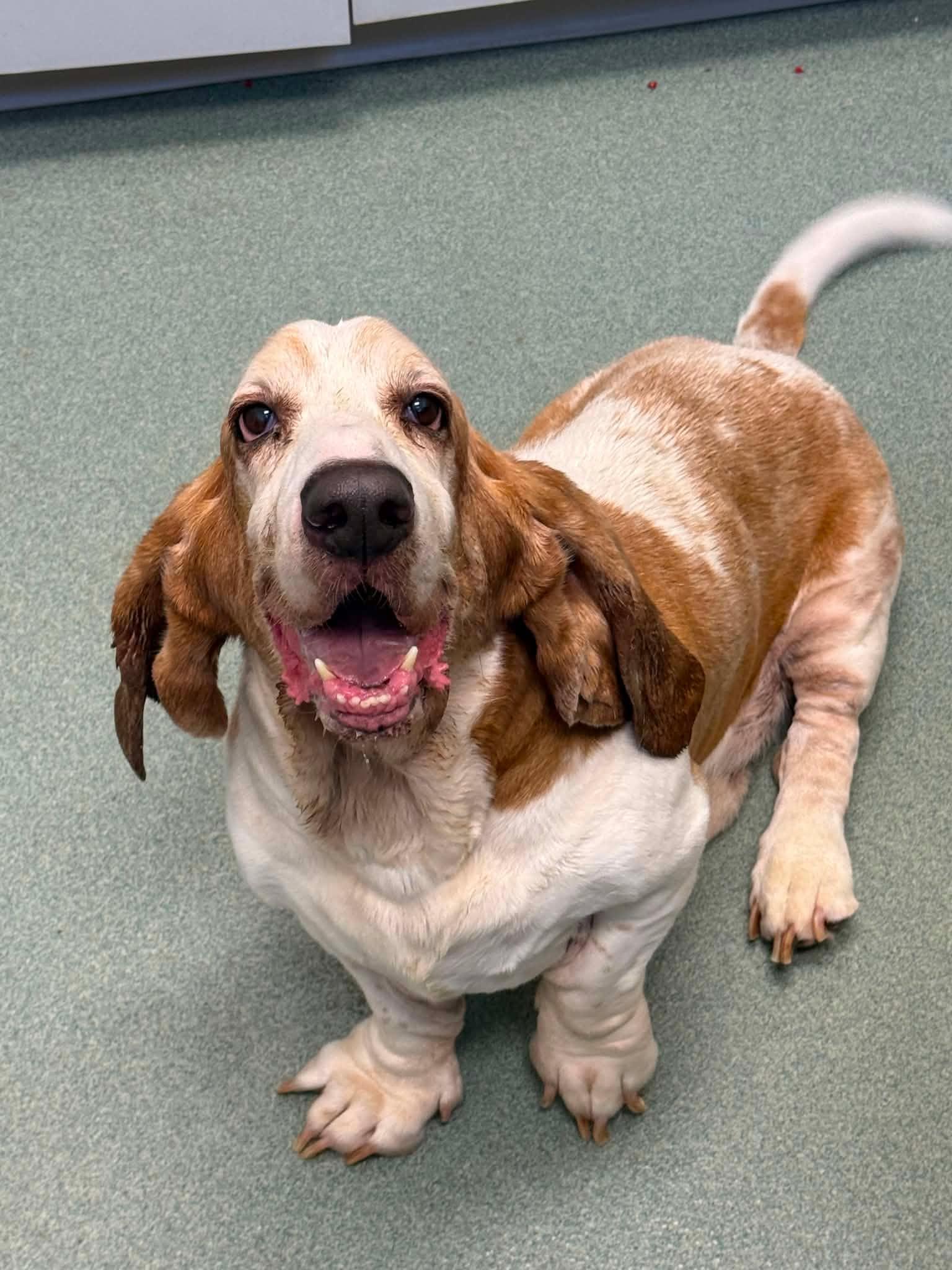 Enlarge CROISSANT, a Adoptable Basset Hound in Mays Landing, NJ image 2/3