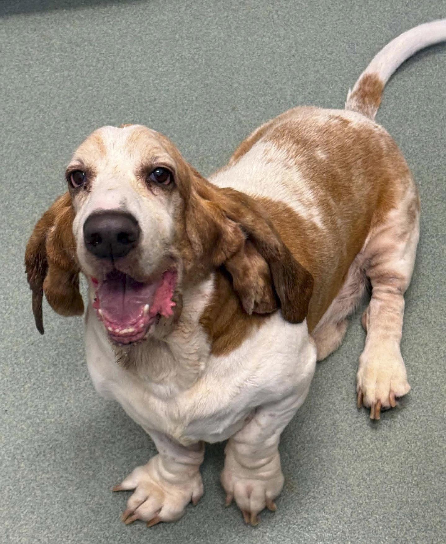 Enlarge CROISSANT, a Adoptable Basset Hound in Mays Landing, NJ image 3/3