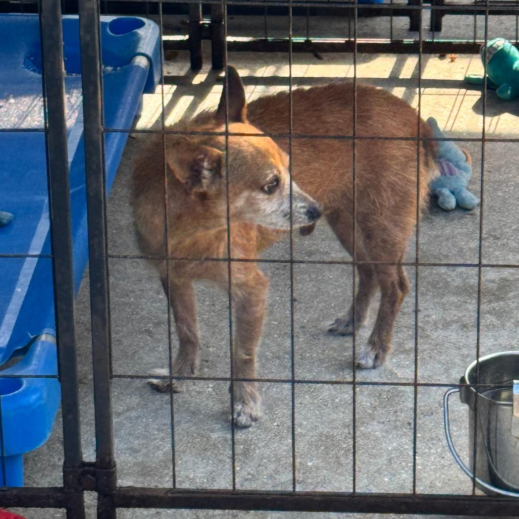 Enlarge Ebenezer, a Adoptable mixed breed in North Port, FL image 1/4