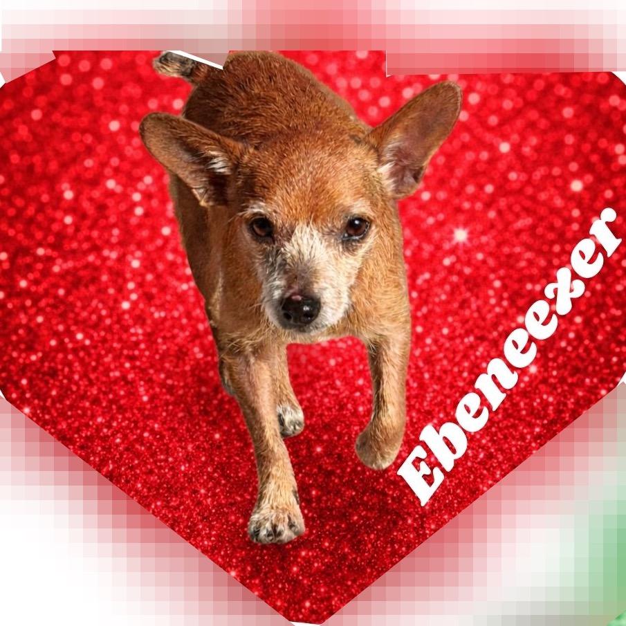 Enlarge Ebenezer, a Adoptable mixed breed in North Port, FL image 2/4