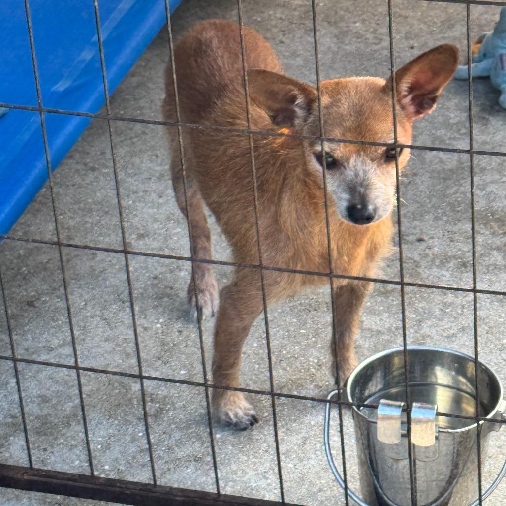 Enlarge Ebenezer, a Adoptable mixed breed in North Port, FL image 3/4