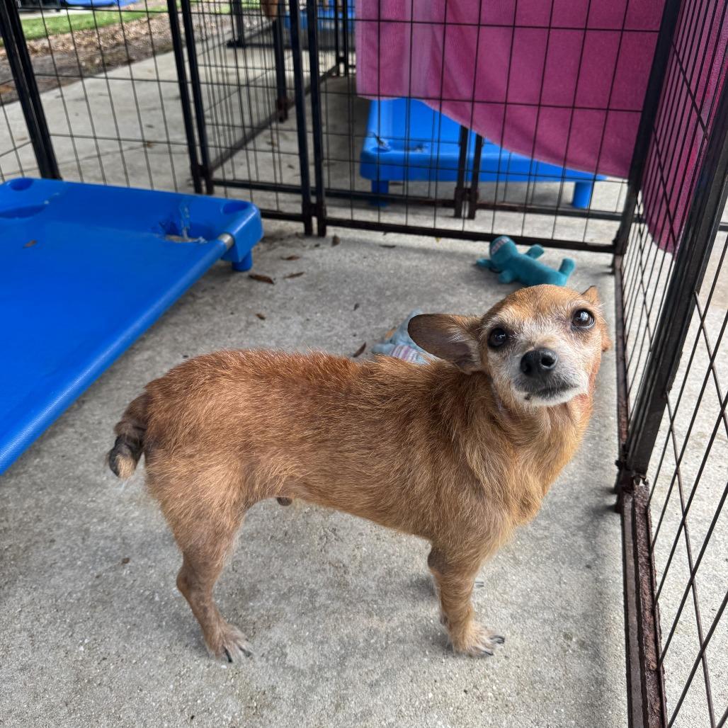 Enlarge Ebenezer, a Adoptable mixed breed in North Port, FL image 4/4