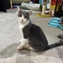 Enlarge Penelope, a ADOPTABLE Domestic Short Hair in North Versailles, PA image 1/1