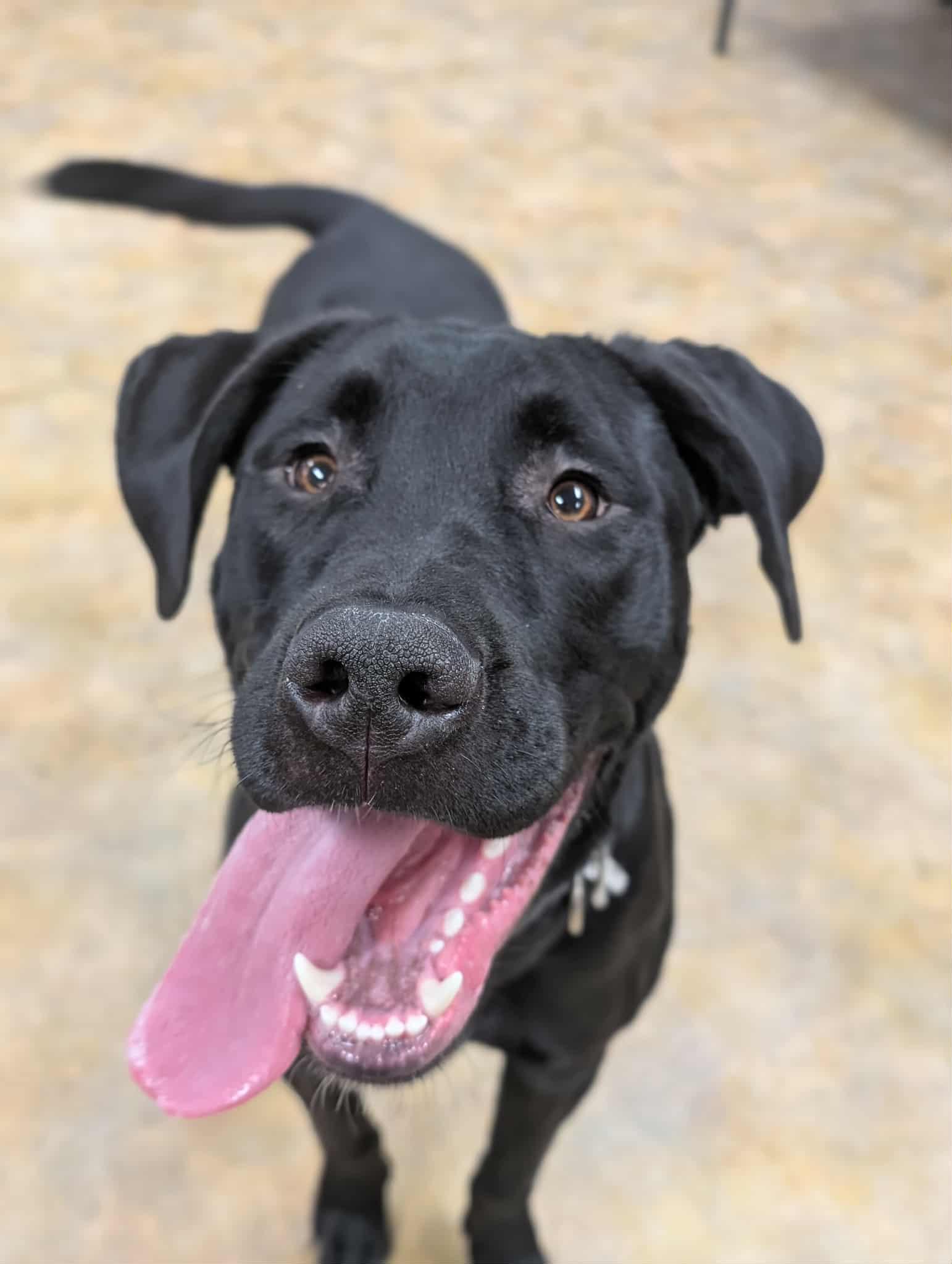 Enlarge Boss, a ADOPTABLE mixed breed in Bethel, AK image 2/2