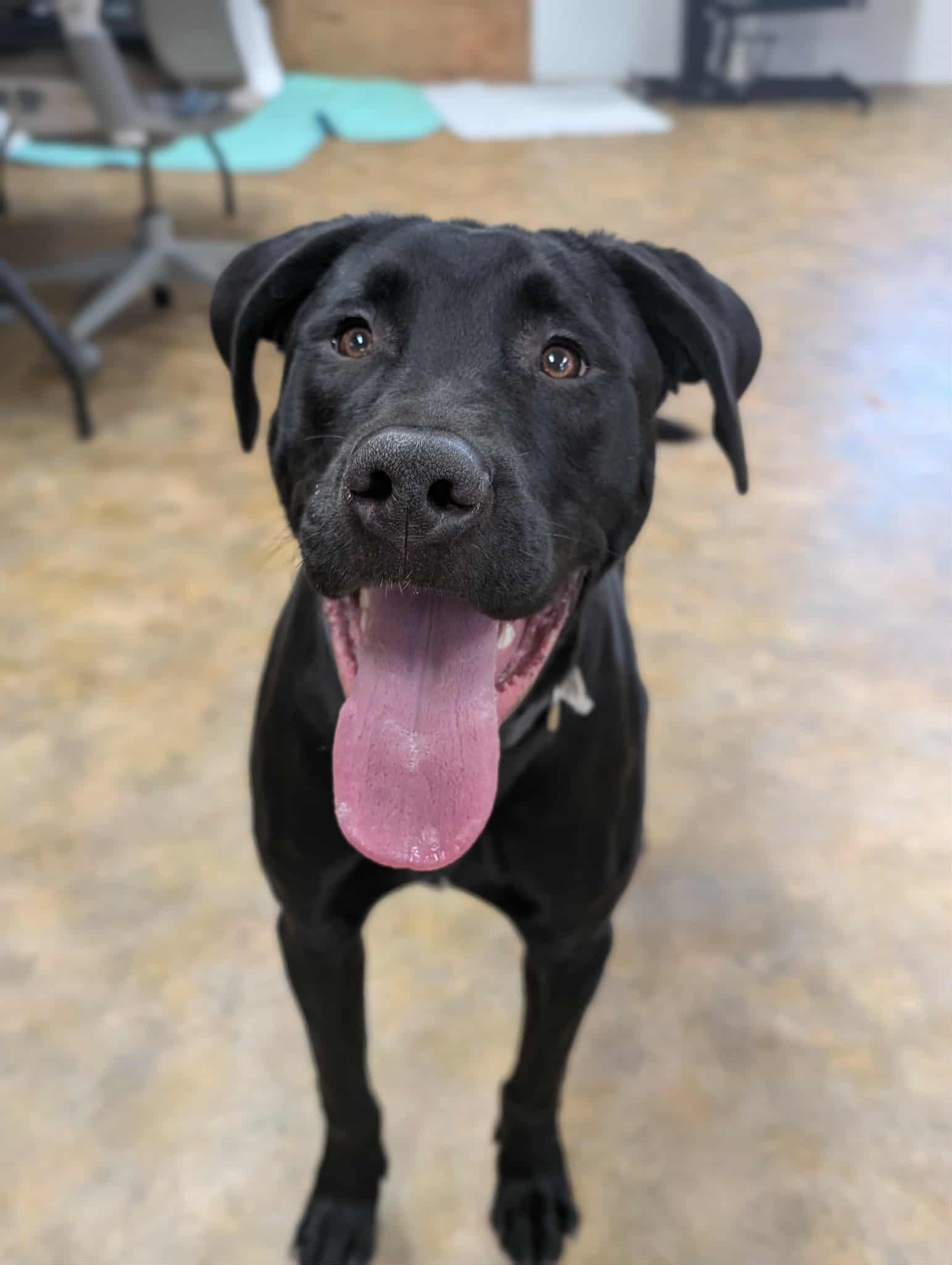 Boss, ADOPTABLE, Young Male Black Labrador Retriever.