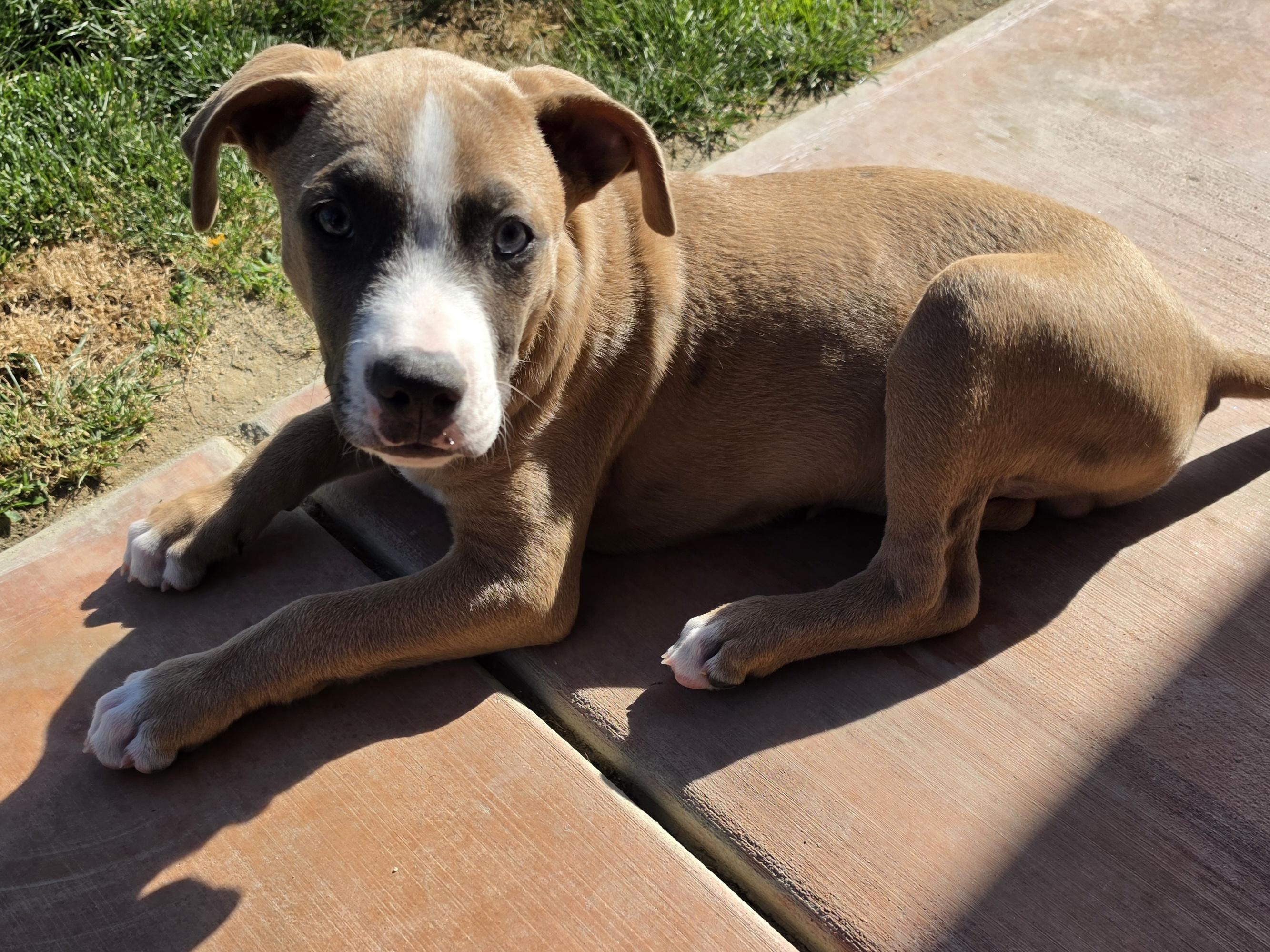 Enlarge OATLEY, a Adoptable mixed breed in Coronado , CA image 2/4
