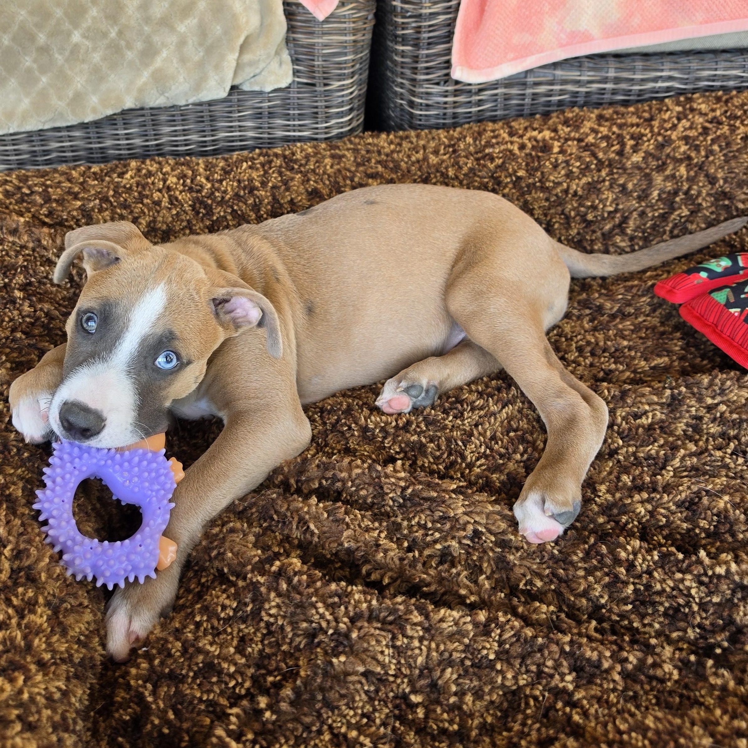 Enlarge OATLEY, a Adoptable mixed breed in Coronado , CA image 4/4