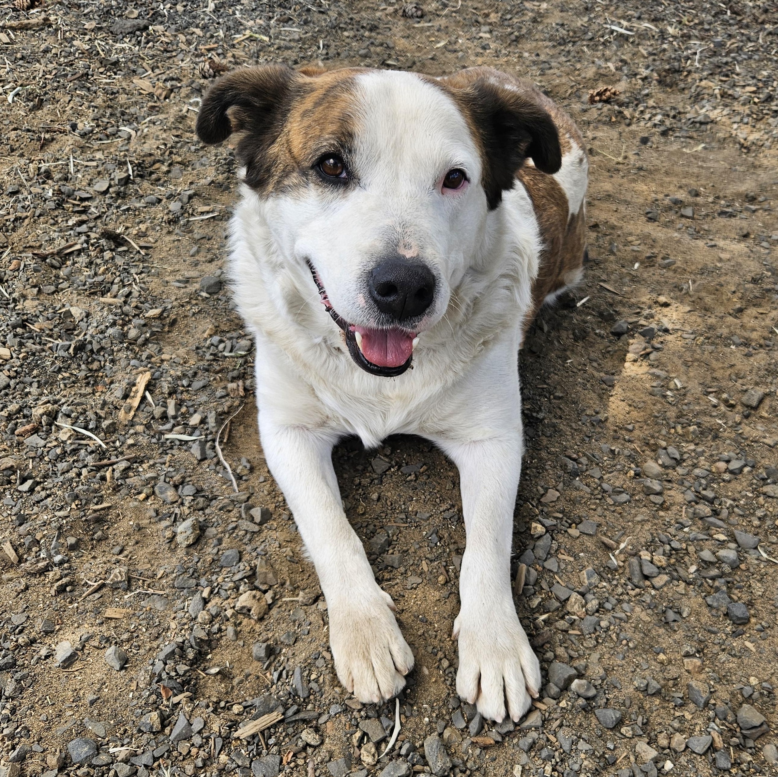 Chipotle, an adoptable Cattle Dog in The Dalles, OR, 97058 | Photo Image 1