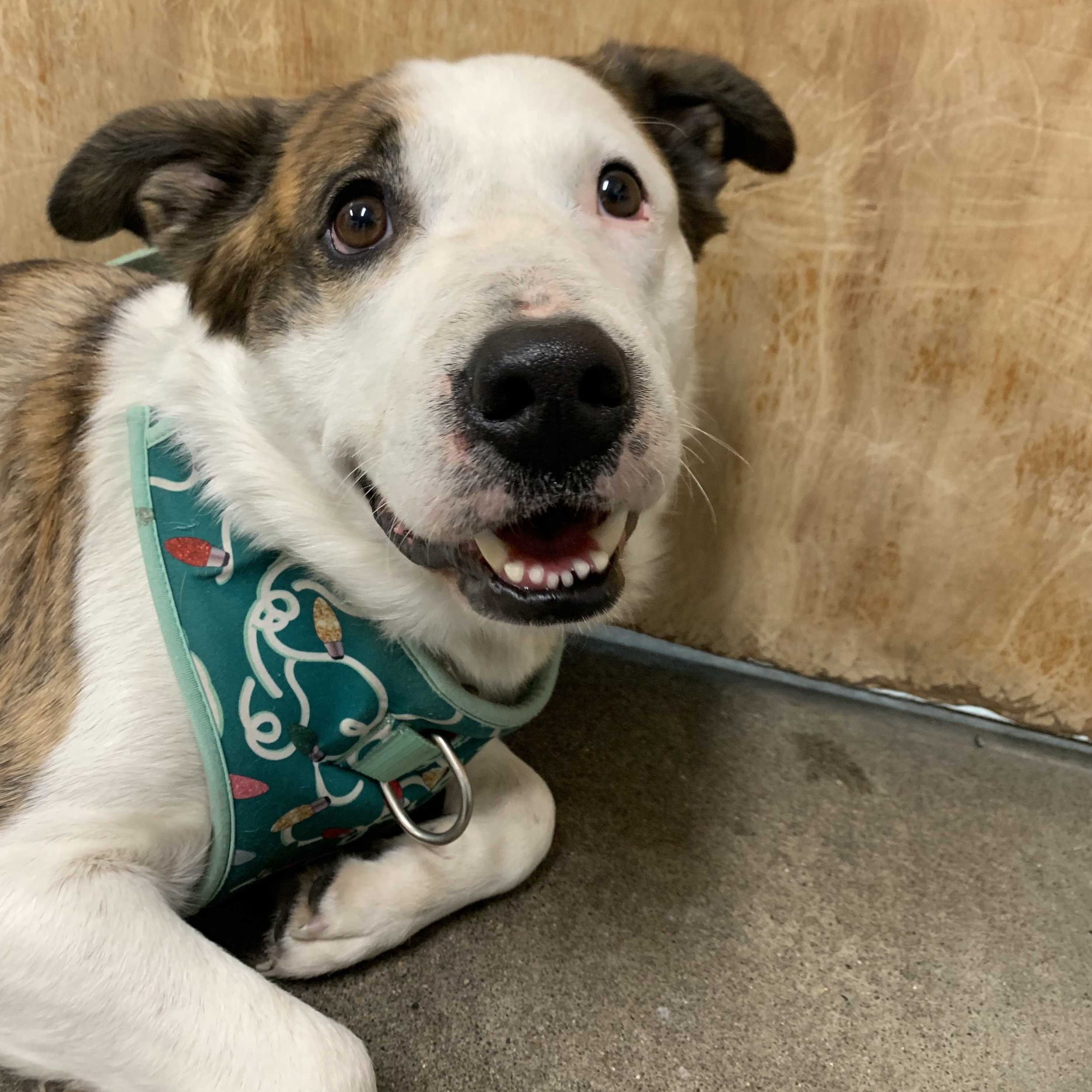 Chipotle, an adoptable Cattle Dog in The Dalles, OR, 97058 | Photo Image 3