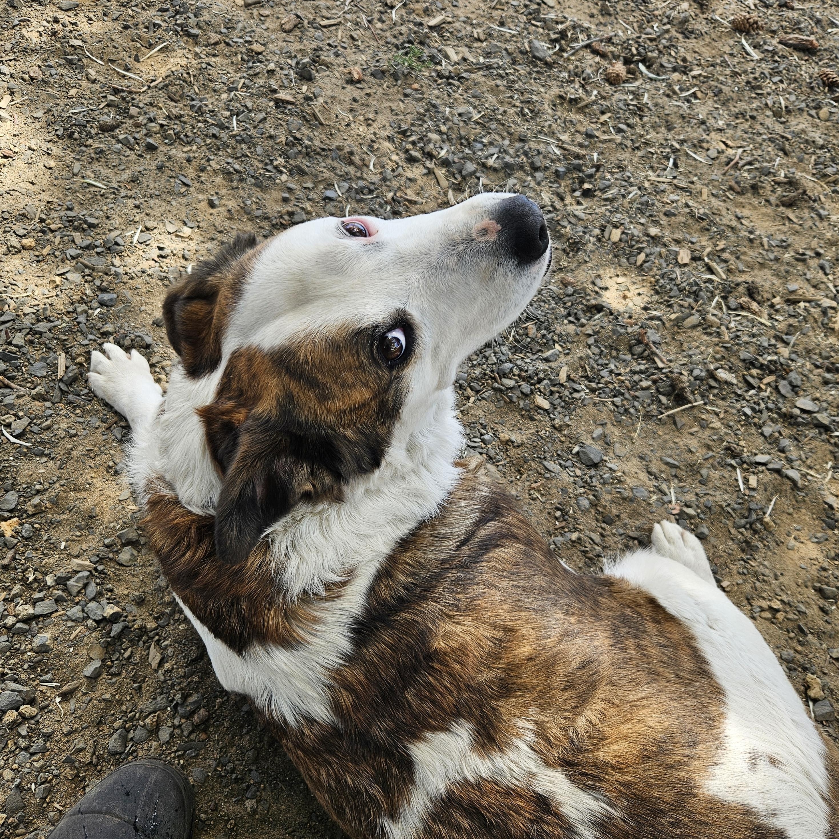 Chipotle, an adoptable Cattle Dog in The Dalles, OR, 97058 | Photo Image 4