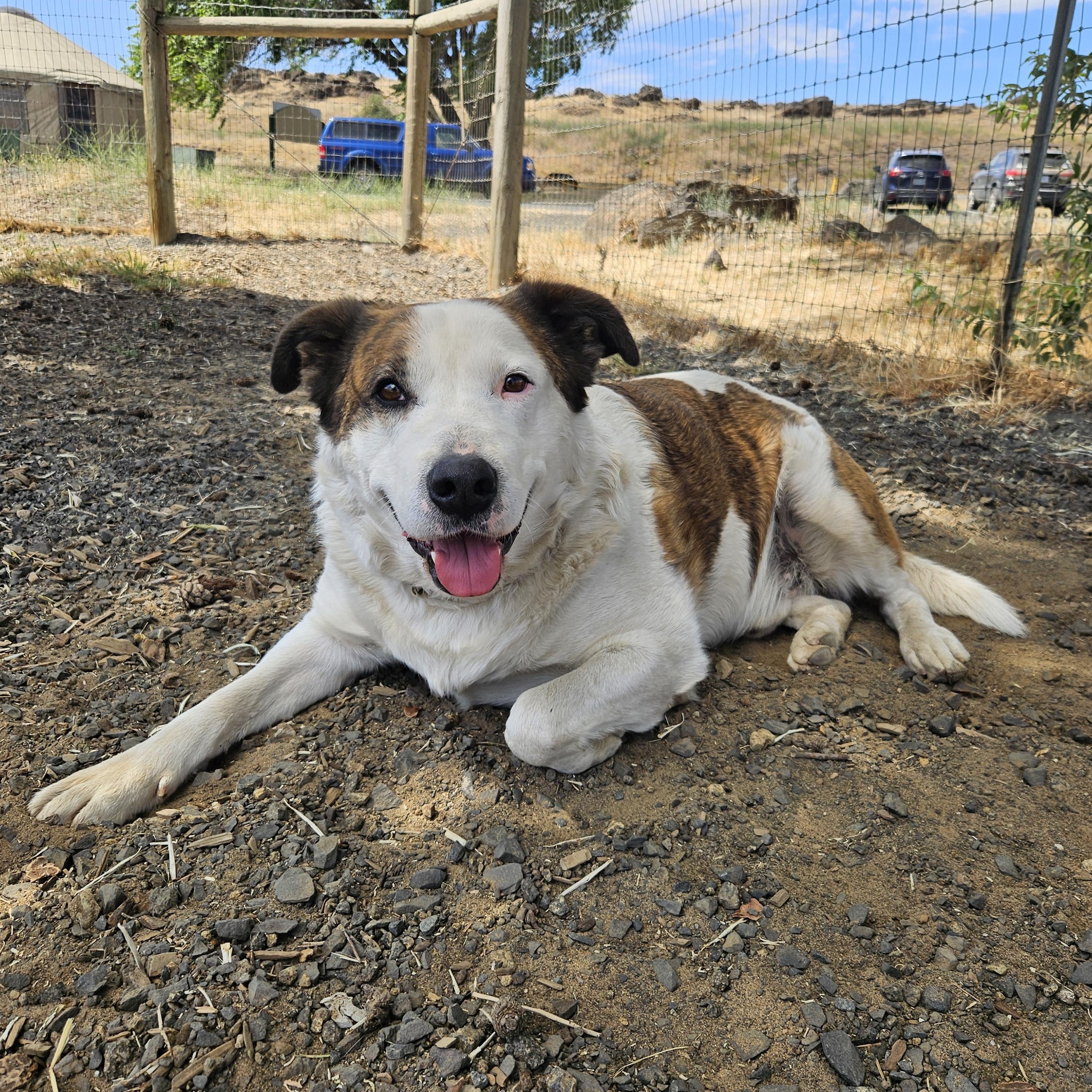 Chipotle, an adoptable Cattle Dog in The Dalles, OR, 97058 | Photo Image 2