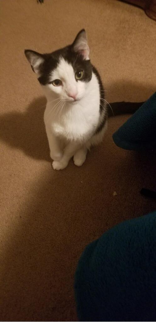 Enlarge Ivar, a Adoptable mixed breed in New Kensington, PA image 2/6