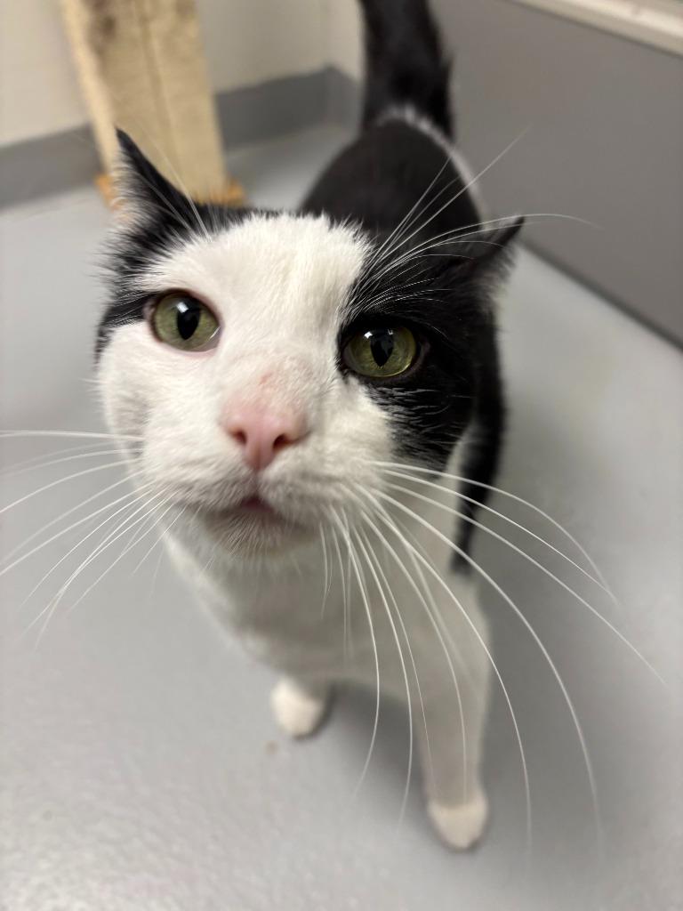 Enlarge Ivar, a Adoptable mixed breed in New Kensington, PA image 3/6