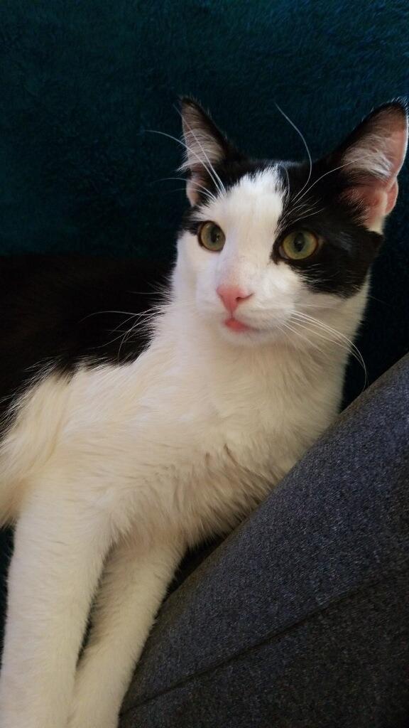 Enlarge Ivar, a Adoptable mixed breed in New Kensington, PA image 4/6