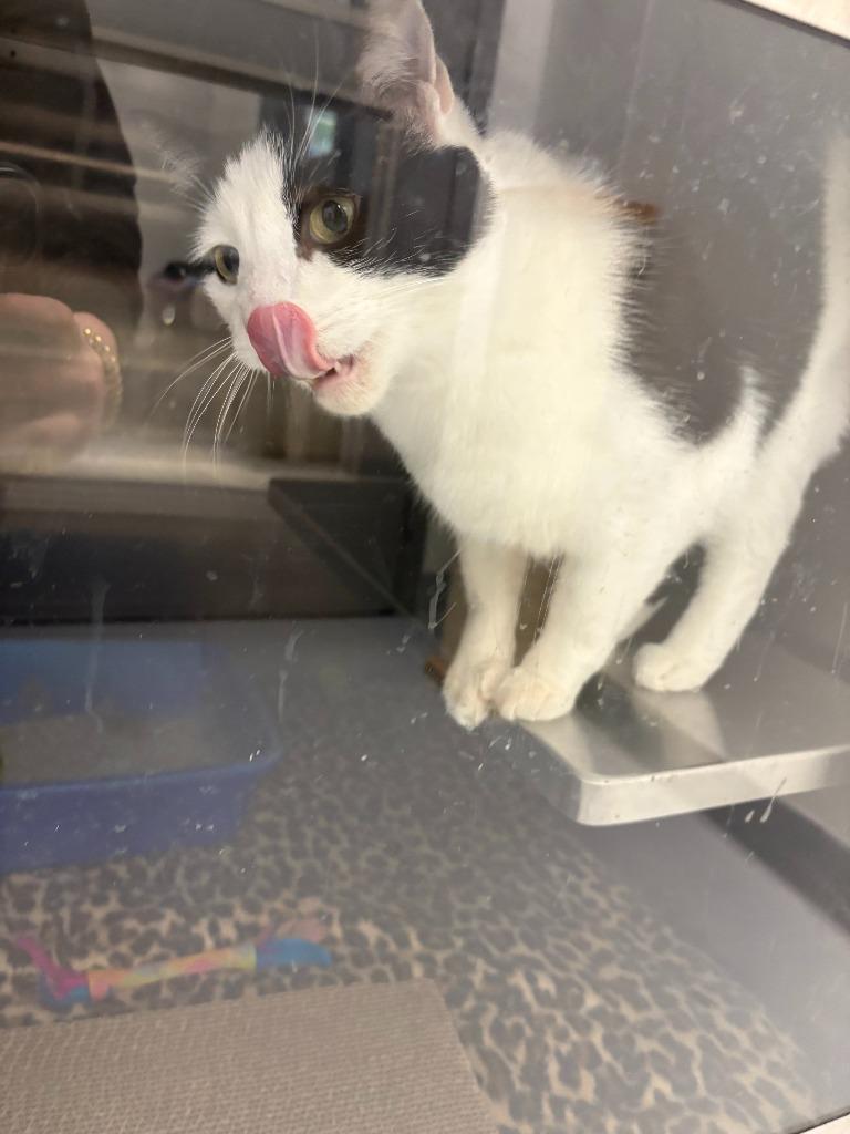 Enlarge Ivar, a Adoptable mixed breed in New Kensington, PA image 5/6