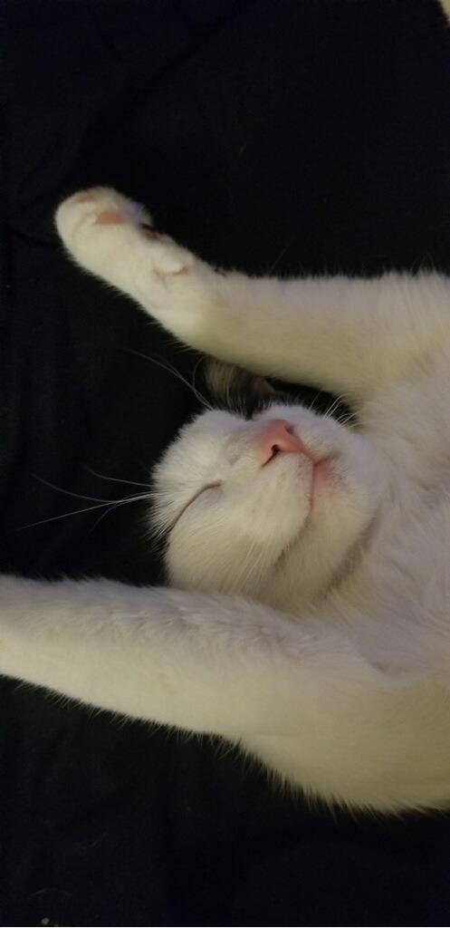 Enlarge Ivar, a Adoptable mixed breed in New Kensington, PA image 6/6