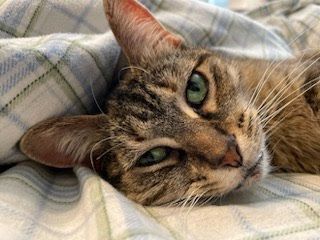 Rosie, an adoptable Domestic Short Hair in Lansing, MI, 48910 | Photo Image 2