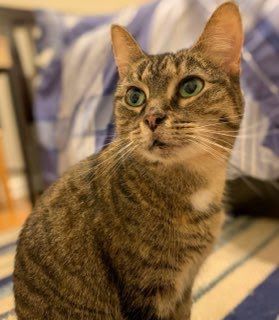 Rosie, Senior Female Domestic Short Hair