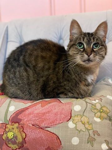 Rosie, an adoptable Domestic Short Hair in Lansing, MI, 48910 | Photo Image 3