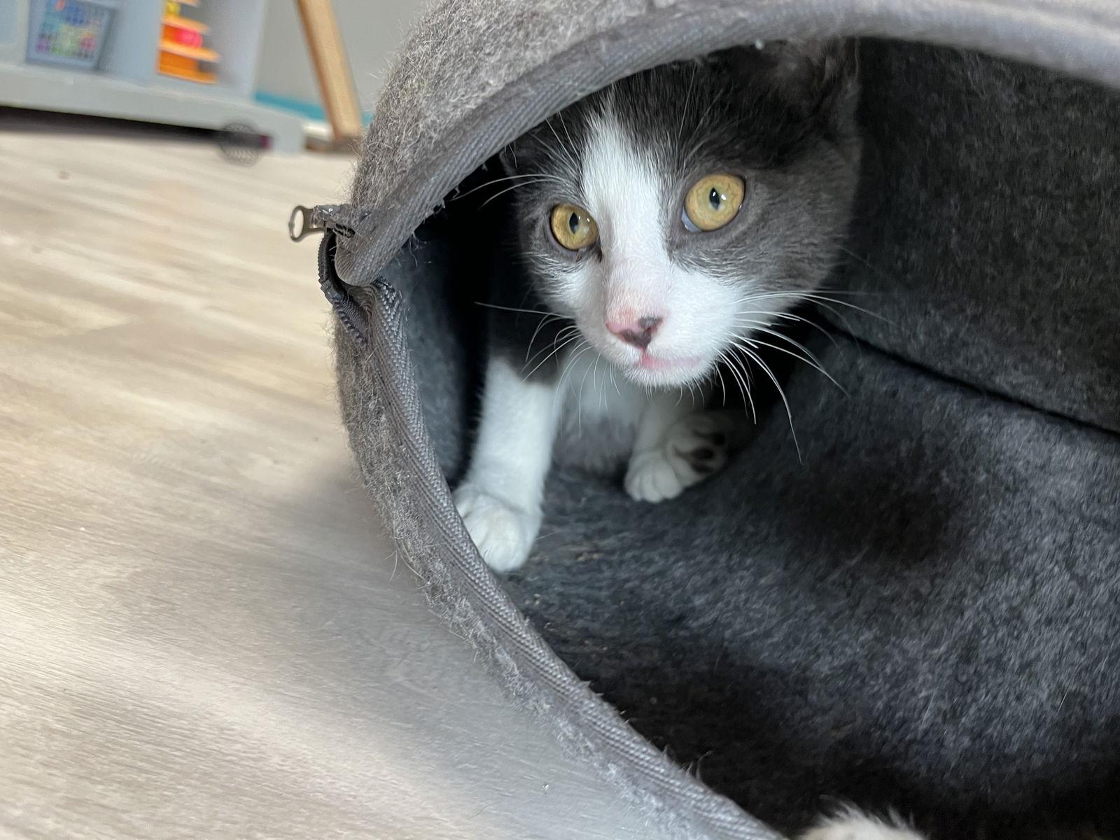 Alyosha, Adoptable, Young Male Domestic Short Hair.