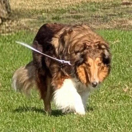 Enlarge Maggie, a Adoptable Collie in Dublin, OH image 1/1