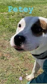 Petey, ADOPTABLE, Adult Male Staffordshire Bull Terrier.