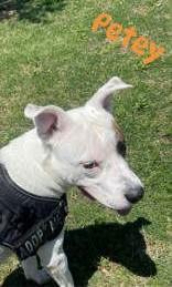 Petey, a ADOPTABLE mixed breed in Denton, TX image 3/3