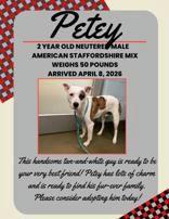 Petey, a ADOPTABLE mixed breed in Denton, TX image 2/3