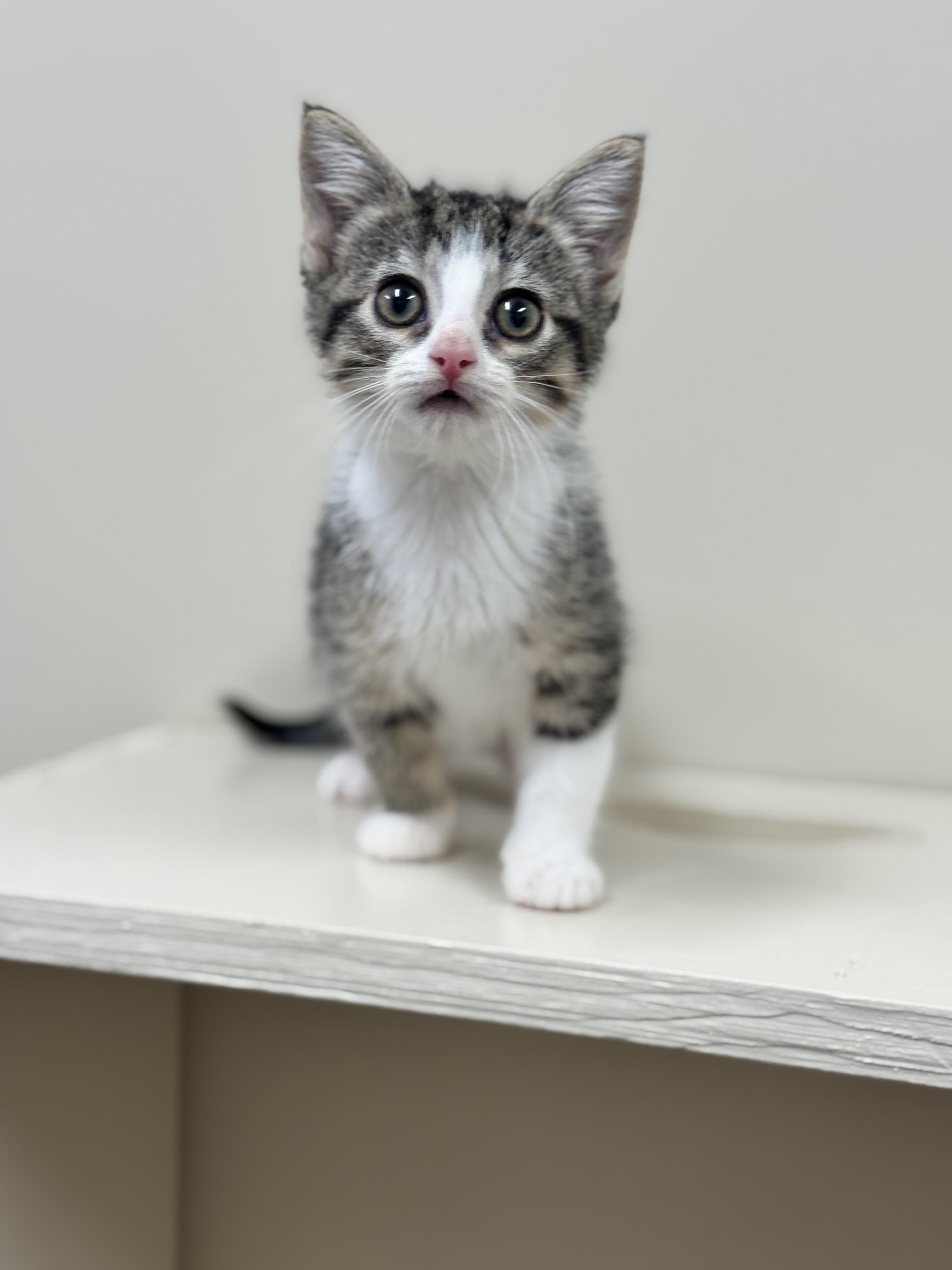 Renell, an adoptable Domestic Short Hair in Hackensack, MN, 56452 | Photo Image 3
