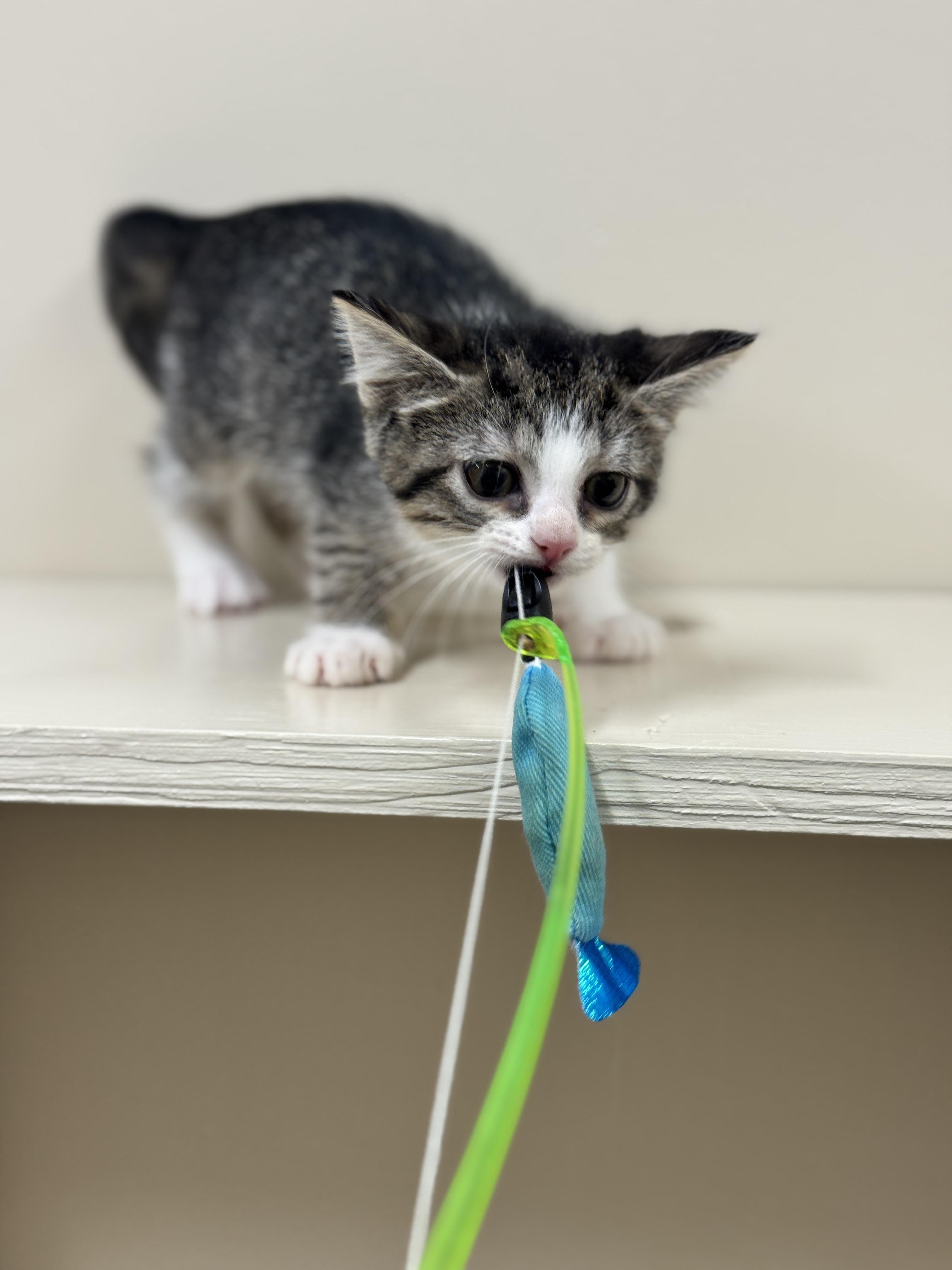 Renell, an adoptable Domestic Short Hair in Hackensack, MN, 56452 | Photo Image 2
