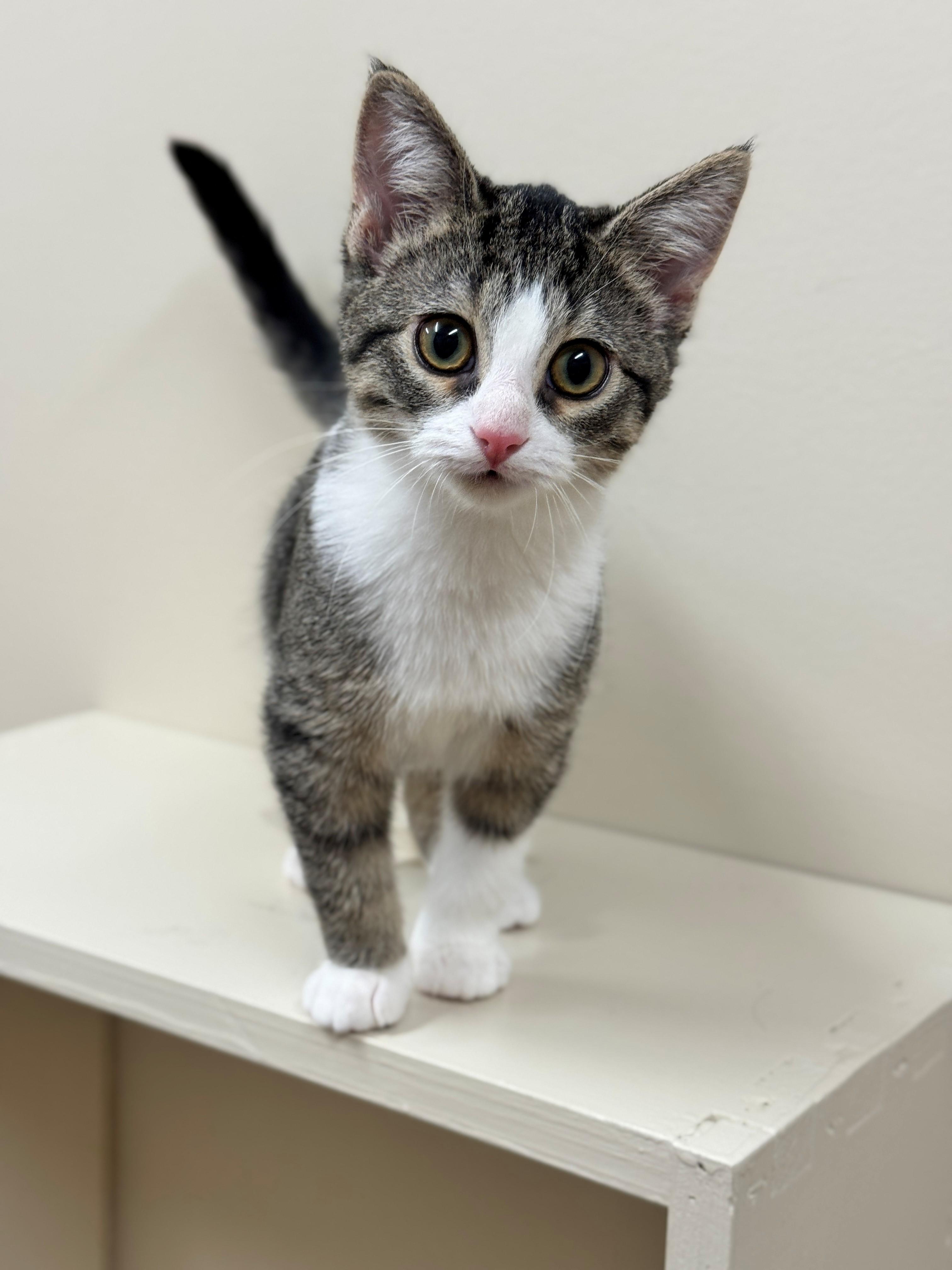 Renell, an adoptable Domestic Short Hair in Hackensack, MN, 56452 | Photo Image 6