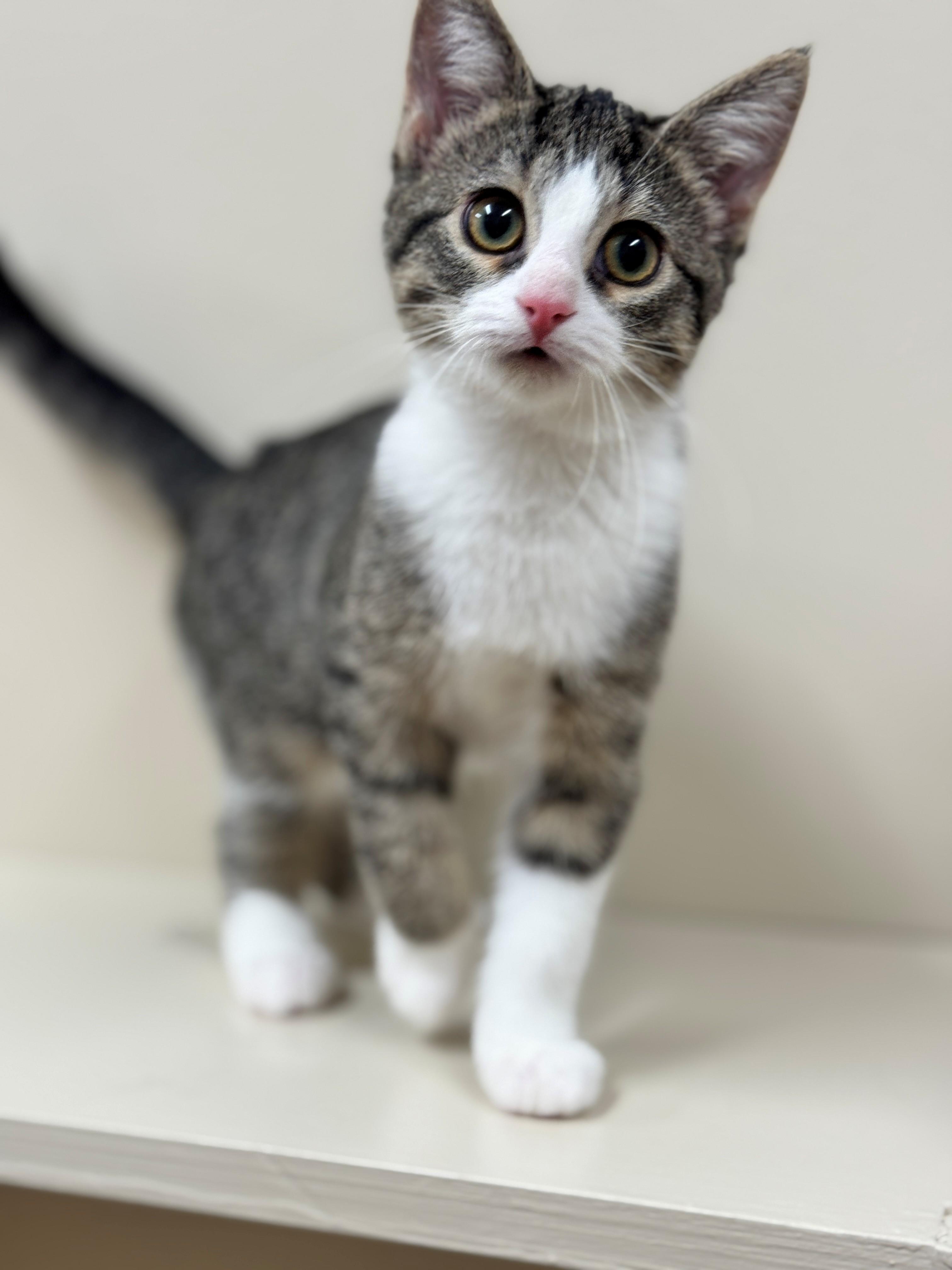 Renell, an adoptable Domestic Short Hair in Hackensack, MN, 56452 | Photo Image 4