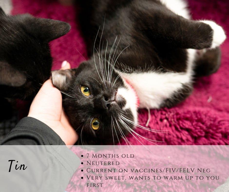 Enlarge Tin, a ADOPTABLE Domestic Short Hair in Junction City, KS image 1/1