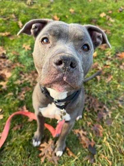 Lissy, Adoptable, Adult Female Pit Bull Terrier & Mixed Breed.