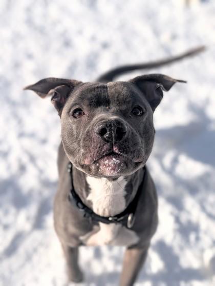 Enlarge Lissy, a Adoptable mixed breed in Valley View, OH image 1/3