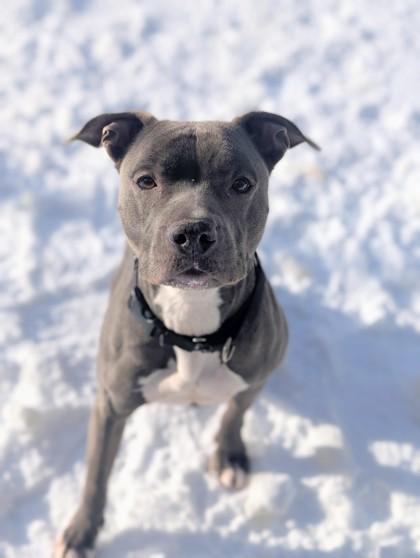 Enlarge Lissy, a Adoptable mixed breed in Valley View, OH image 2/3