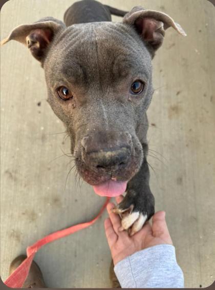 Enlarge Lissy, a Adoptable mixed breed in Valley View, OH image 3/3