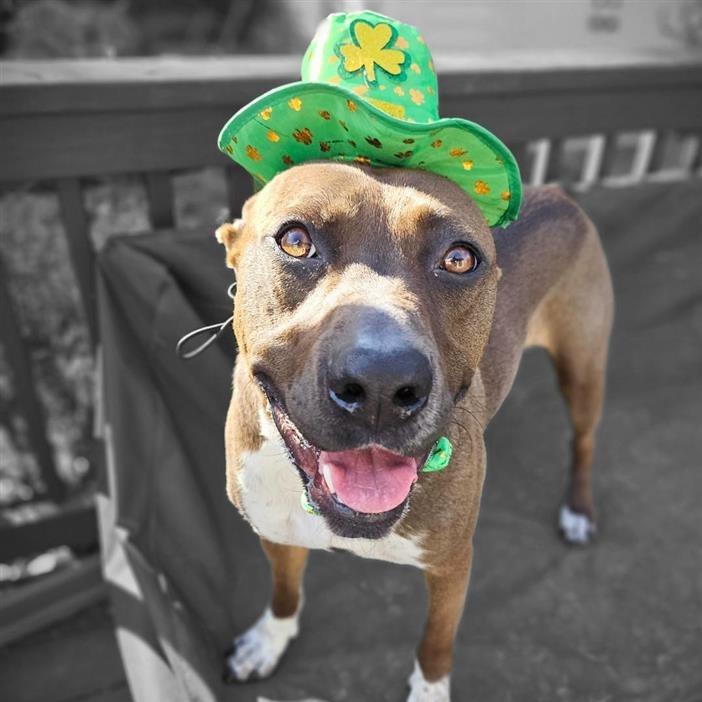 Wally, Adoptable, Adult Male Labrador Retriever & Pointer.