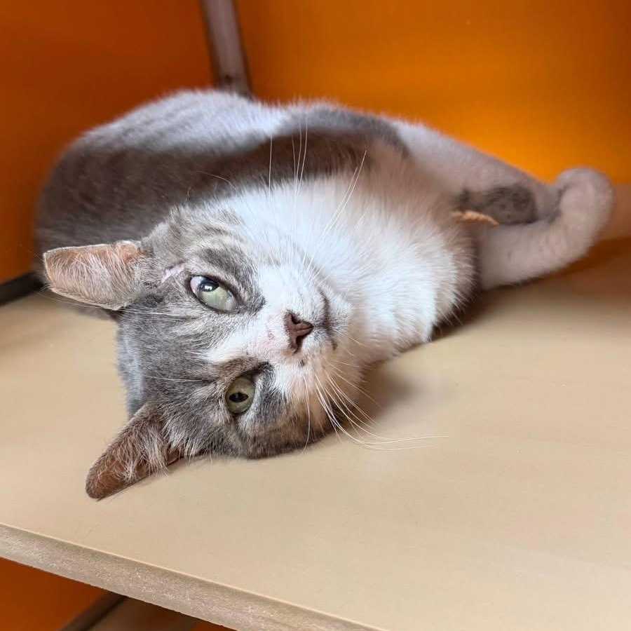 Pen, Adoptable, Adult Male Domestic Short Hair.
