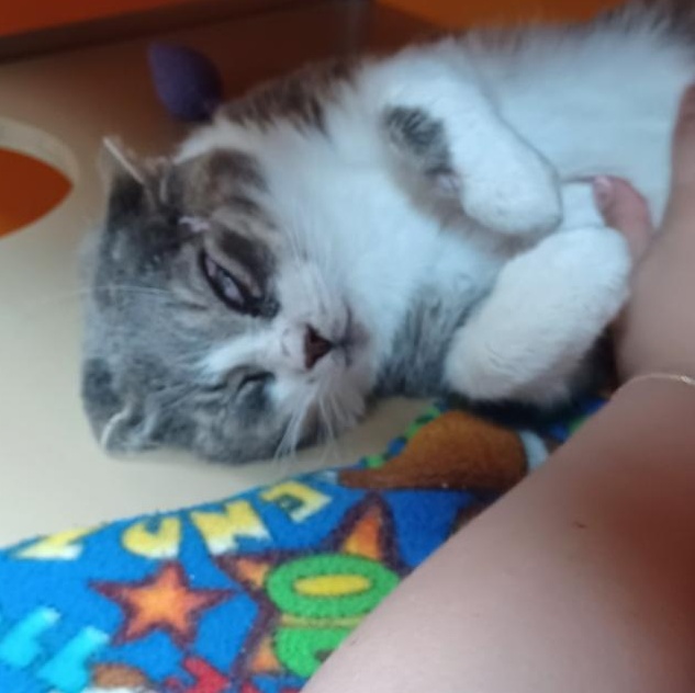 Enlarge Pen, a Adoptable Domestic Short Hair in Elyria, OH image 3/6