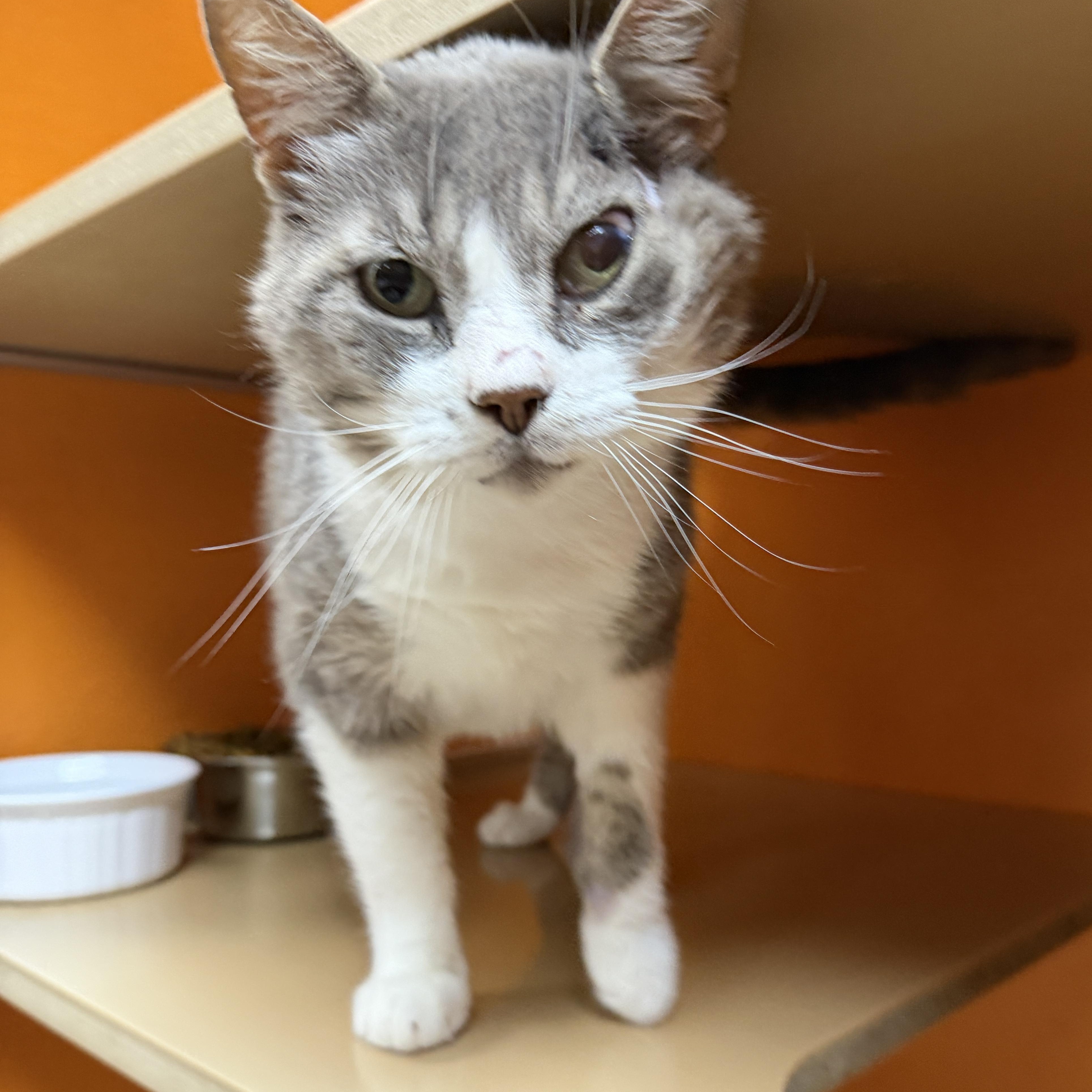 Enlarge Pen, a Adoptable Domestic Short Hair in Elyria, OH image 2/6
