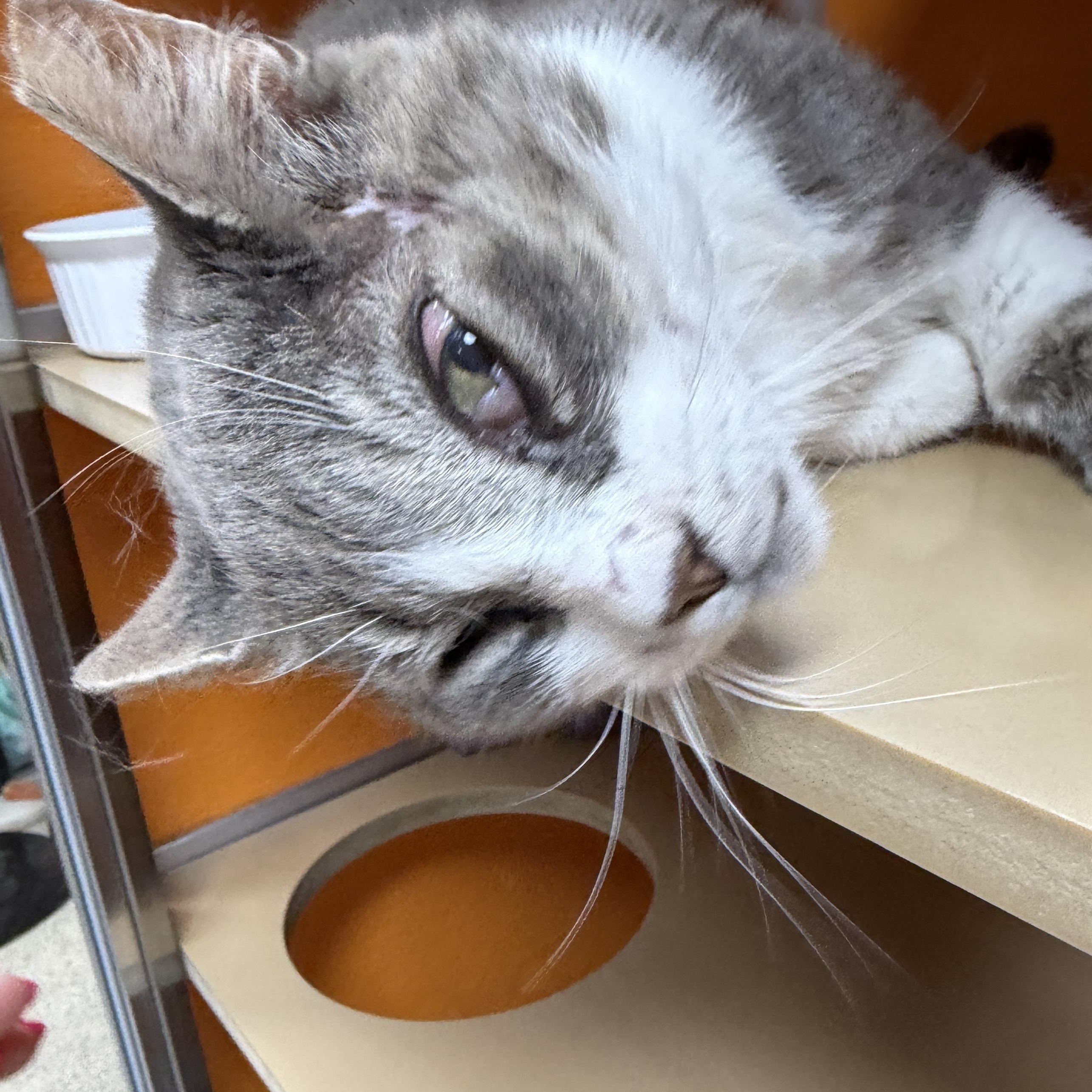 Enlarge Pen, a Adoptable Domestic Short Hair in Elyria, OH image 5/6