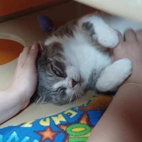 Enlarge Pen, a Adoptable Domestic Short Hair in Elyria, OH image 4/6