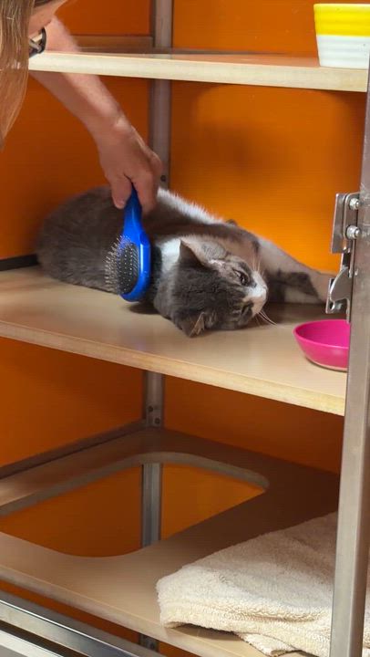 Enlarge Pen, a Adoptable Domestic Short Hair in Elyria, OH video 6/6