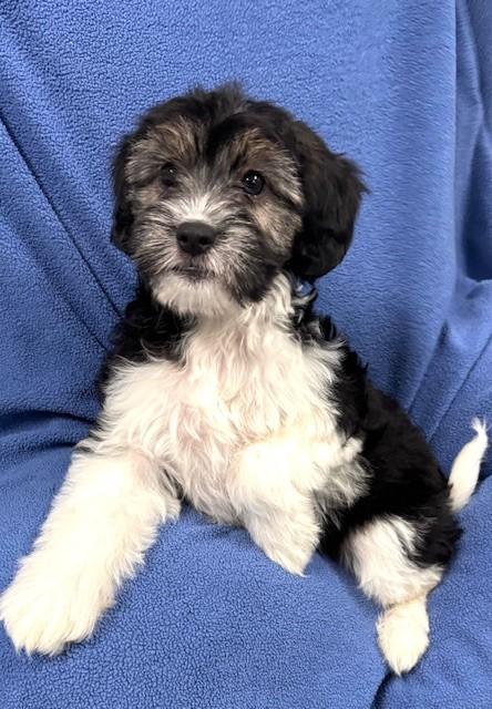 Anna , adopted, Puppy Female Terrier & Mixed Breed.